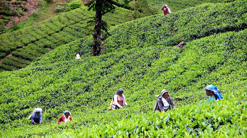 Nuwara Eliya Tea Plantation
