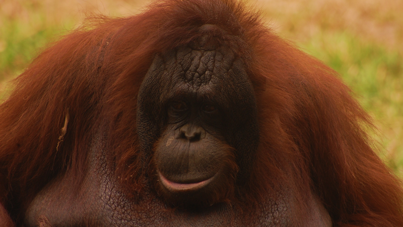 Orangutan in Borneo