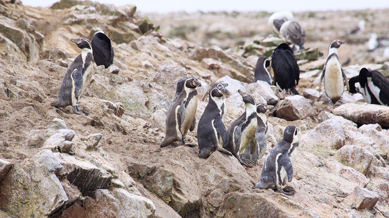 Humboldt penguins, Ballestas Island