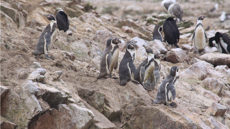 Penguins in Paracas National Reserve