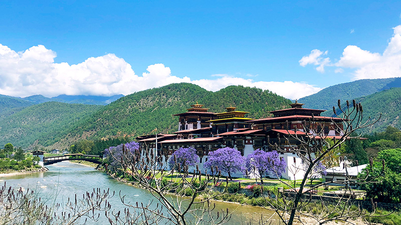 Punakha Dzong with Blooms