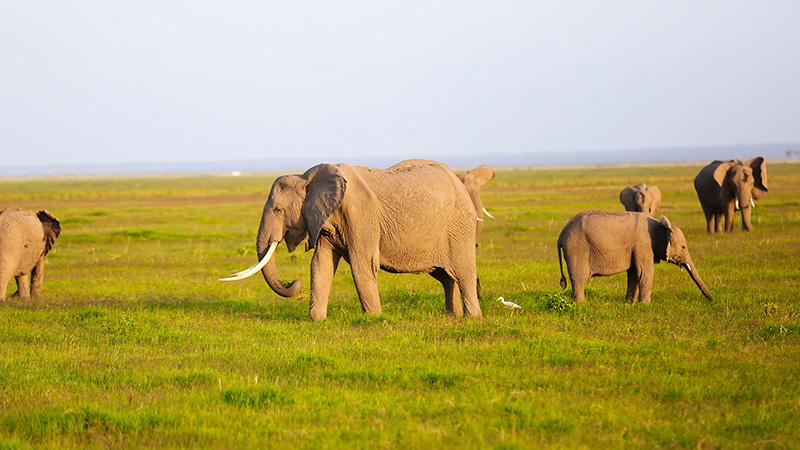 Queen Elizabeth National Park, Uganda