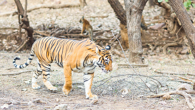 Ranthambore National Park