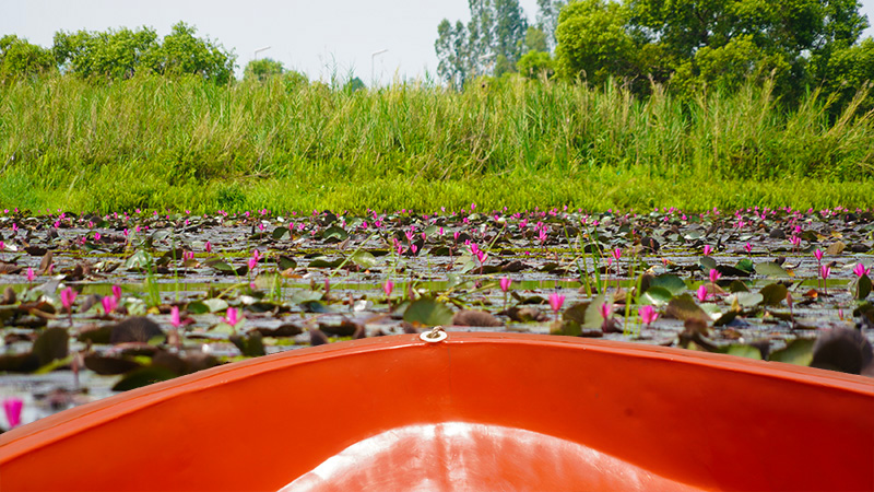 Witness Red Blossoms on the Boat