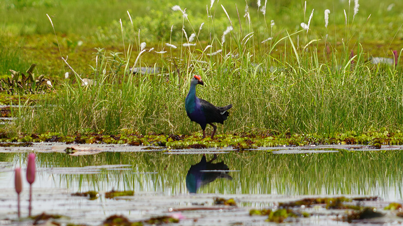 Gray-headed Marsh Grouse at Nong Han Lake