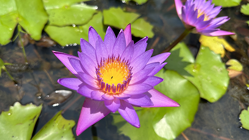 Red Lotus Full Blooming