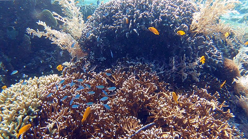 Snorkel in a Beautiful Sea