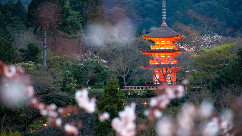 Cherry Blossoms Around the Kiyomizu-dera