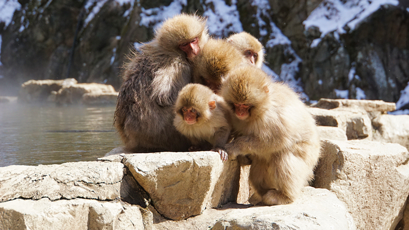 Cute Snow Monkeys