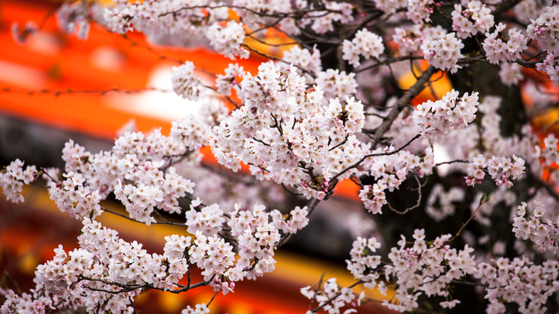 Pink Somei Yoshino Sakura