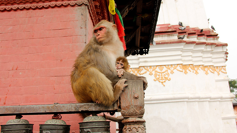 Monkey Temple