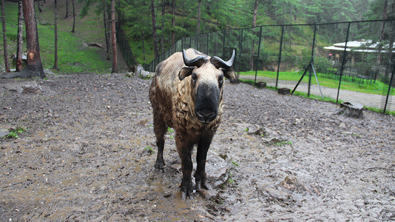 Takin in Motithang Takin Preserve