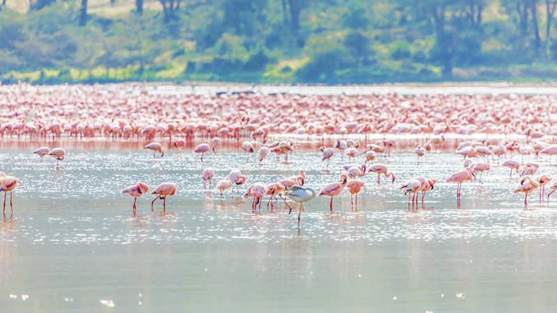 Flamingos in Tanzania