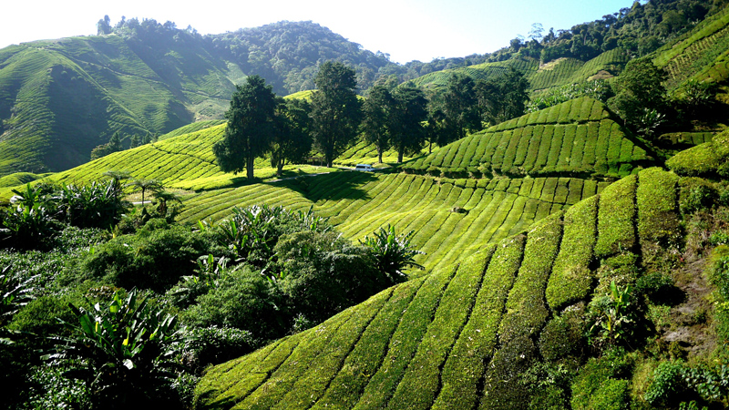 Tea Plantation in Cameron Highlands