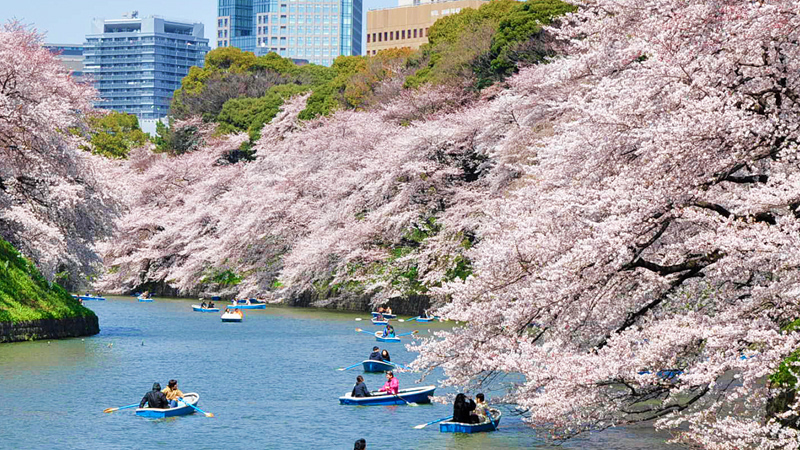 A stunning display of cherry blossoms at the 2025 National Festival