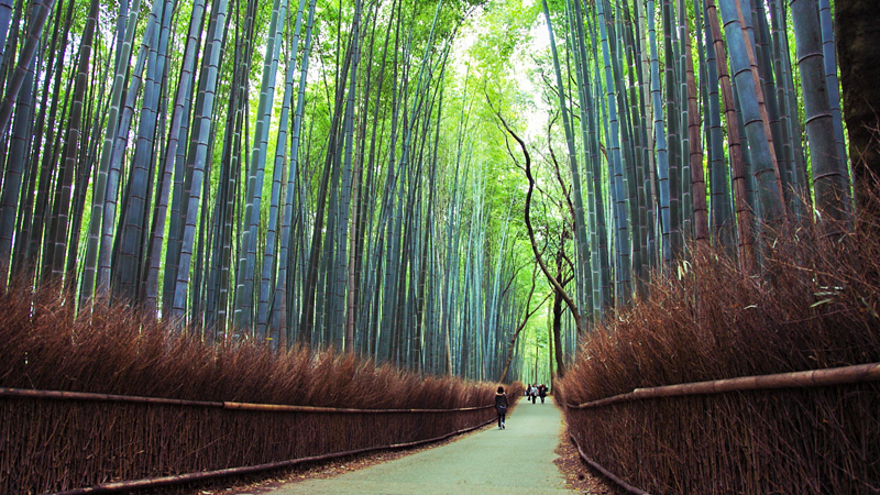 Arashiyama Bamboo Forest