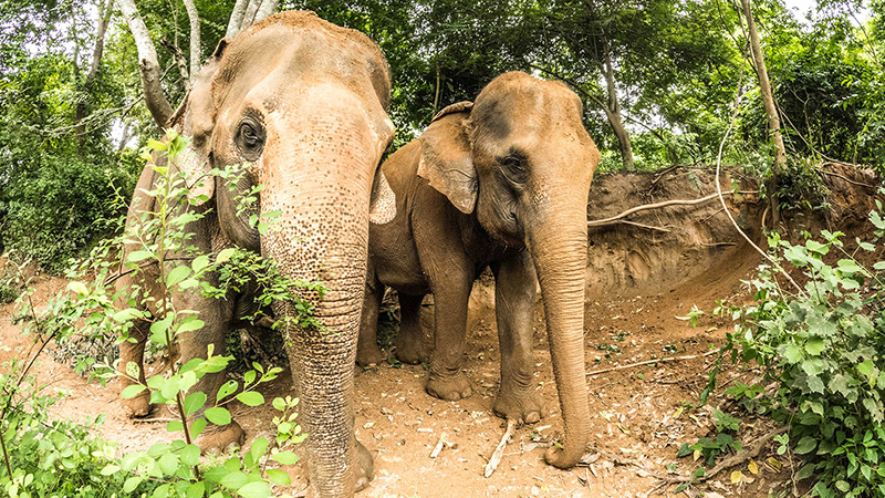 Walking the Elephants