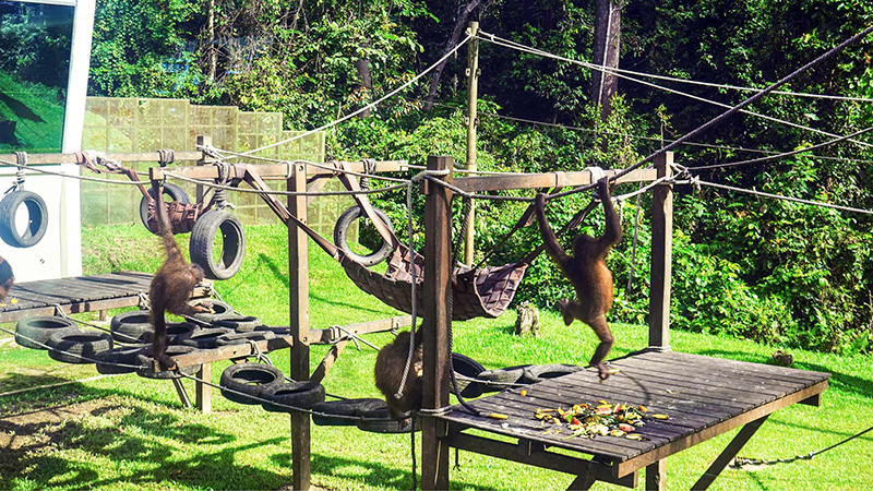 Orangutans in Borneo