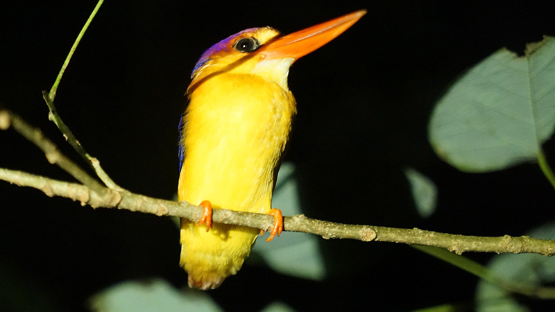Bird Watching in Borneo