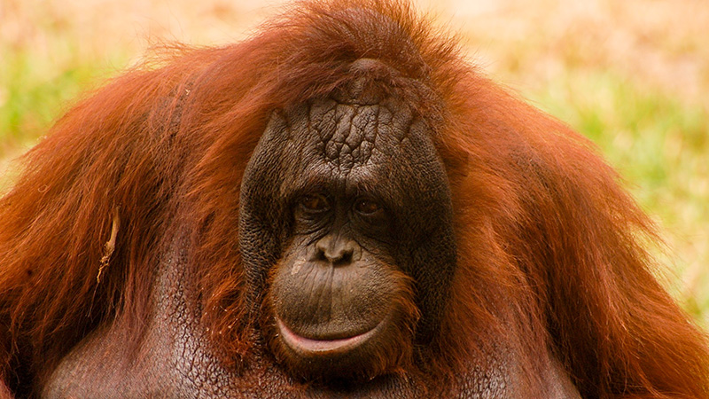 Orangutan in Borneo