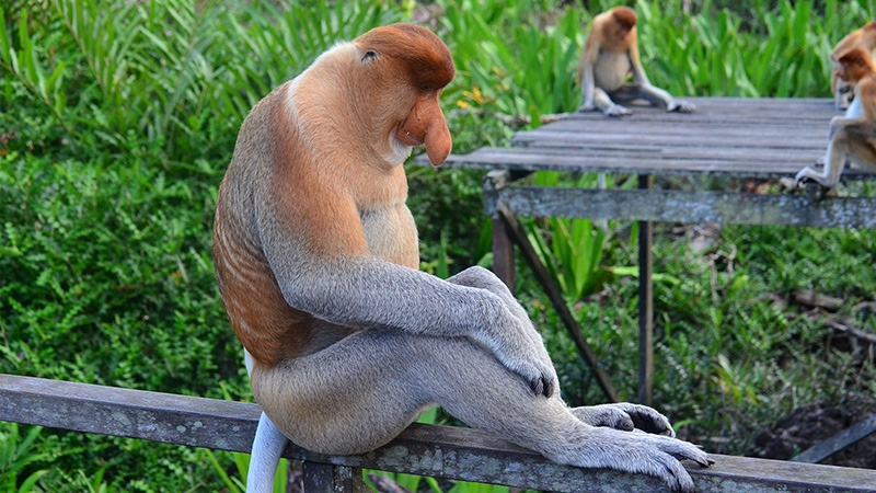 Proboscis Monkeys