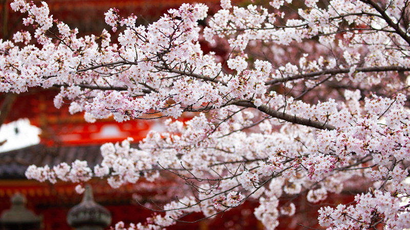 Cherry Blossom, Japan