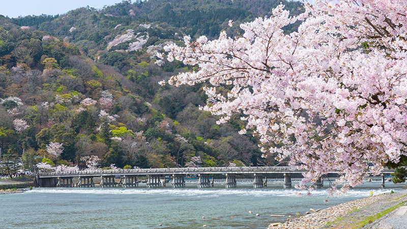 Cherry Blossoms in Arashiyama, Kyoto