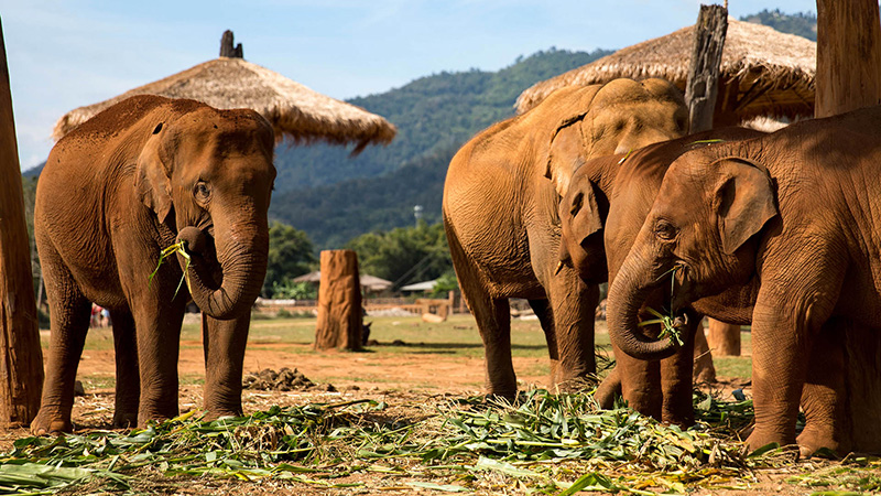 Elephant Sanctuary, Chiang Mai