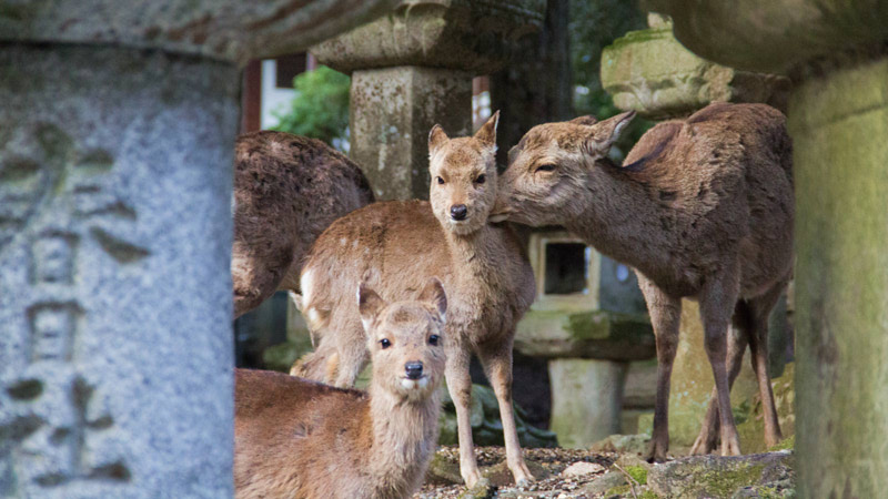 Deer in Nara Park