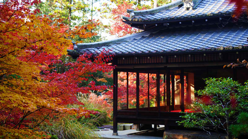 Fall Foliage in Japan
