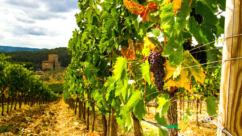 Harvest Season in Italy