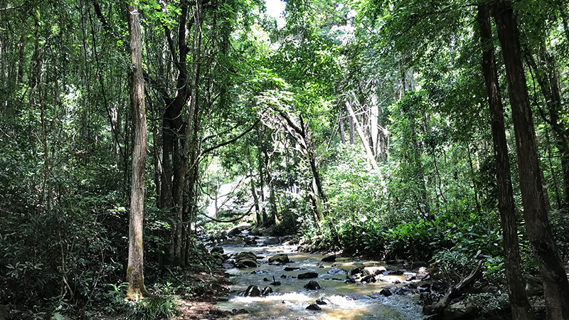 The View of Doi Inthanon National Park