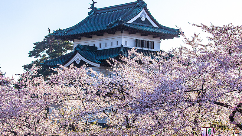 Cherry Blossoms at Hiromae Park in Aomori
