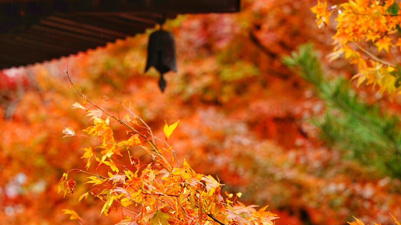 Fall Color in Kyoto
