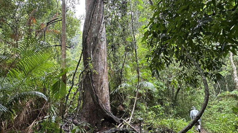 Khao Yai Natinal Park