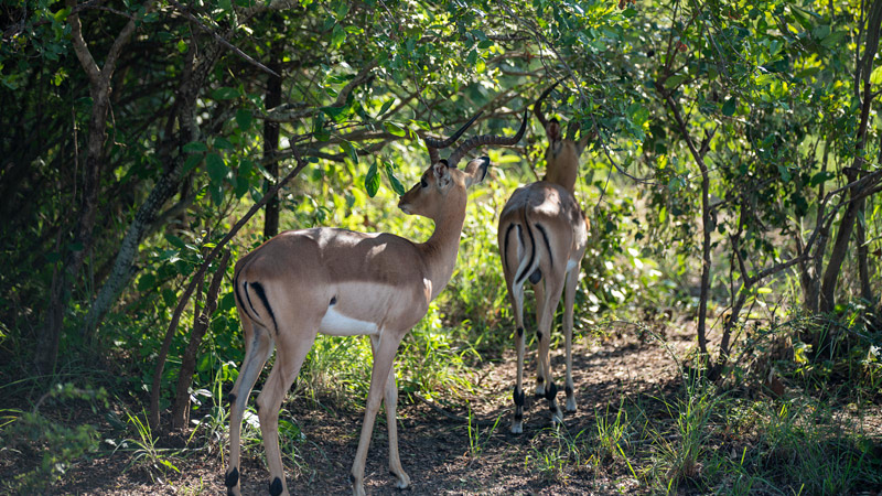 Impalas in Kruger National Park, Photographed by Kevin Yang During A Fan Trip