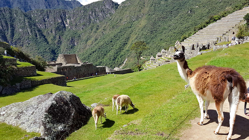 Cute Alpaca Along the Hiking Trail
