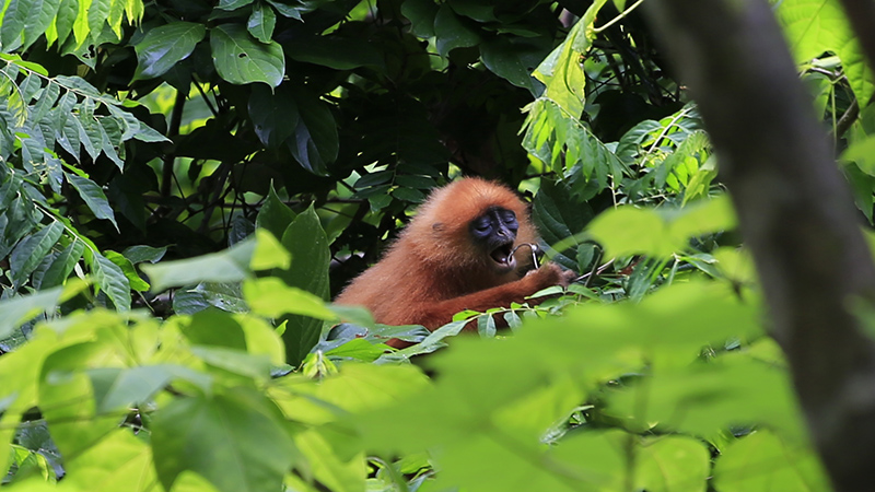 Monkey in Danum Valley, Malaysia