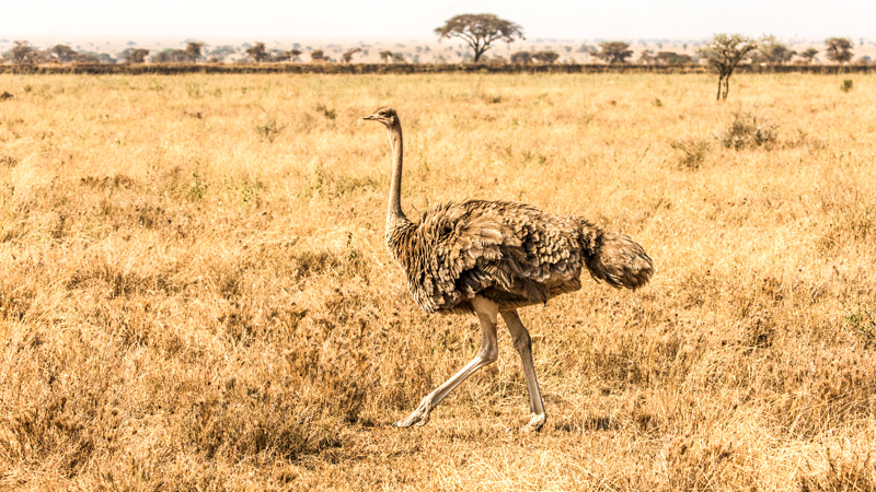 Ostrich Farms in Oudtshoorn