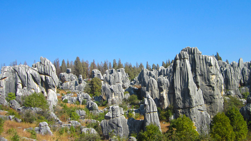 Stone Forest