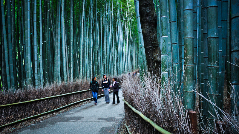 The Arashiyama Bamboo Grove
