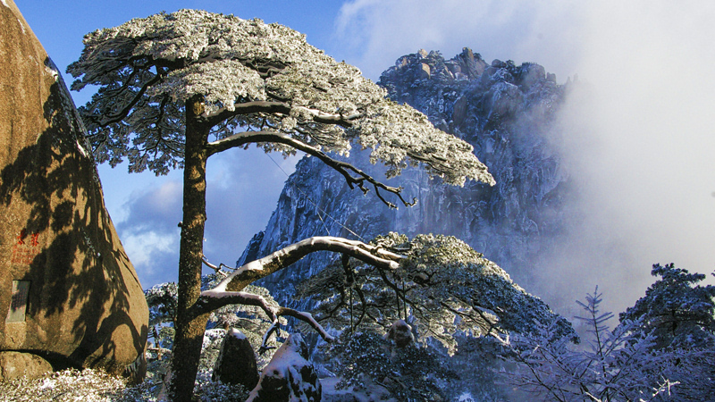 The Pine Greeting Guest in Huangshan