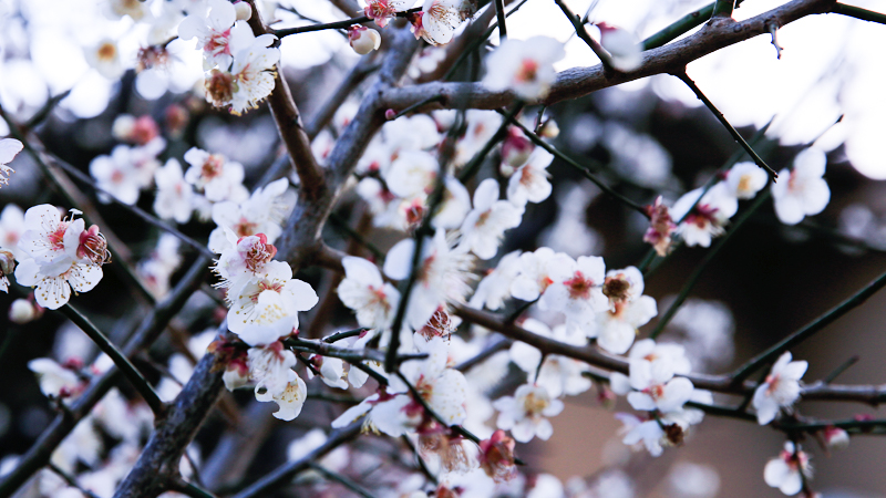 The Plum Flowers in Japan