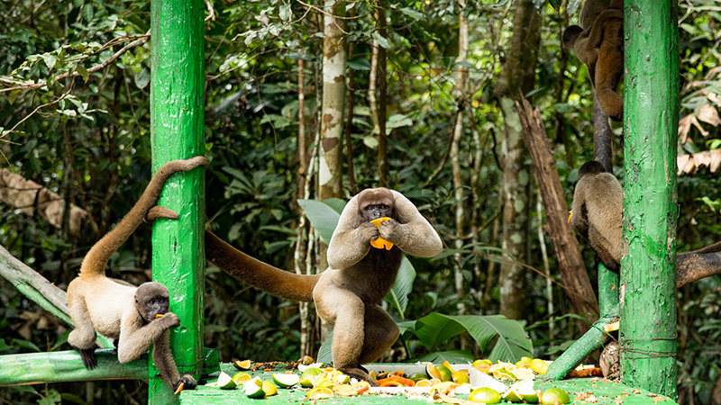 Amazon Rainforest Animals