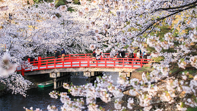 Vibrant cherry-themed decorations at the Cherry Festival 2026
