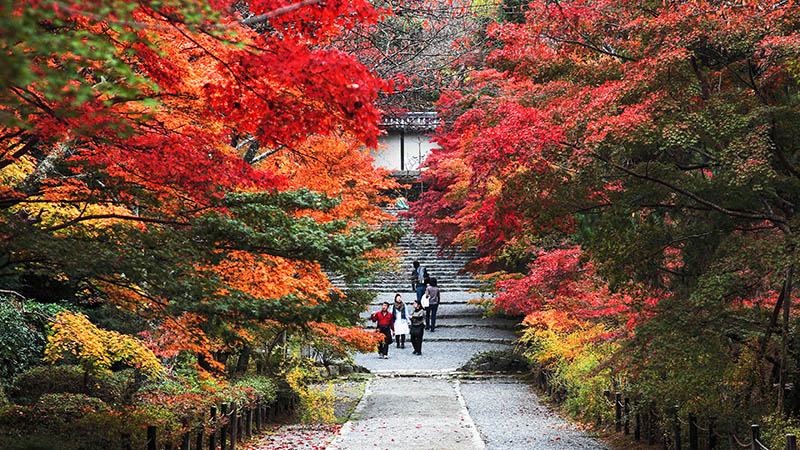 Fall Foliage in Japan