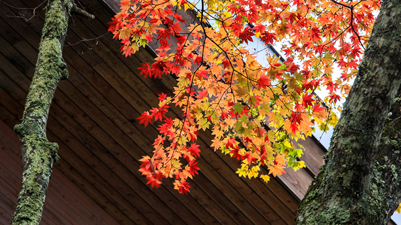 Autumn Leaves