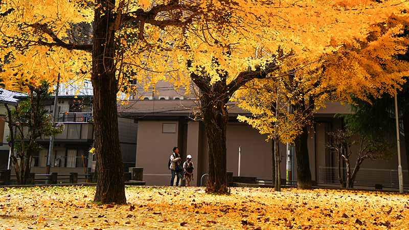 Immerse Yourself in Golden Leaves
