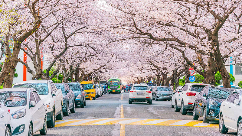 Busan Cherry Blossom