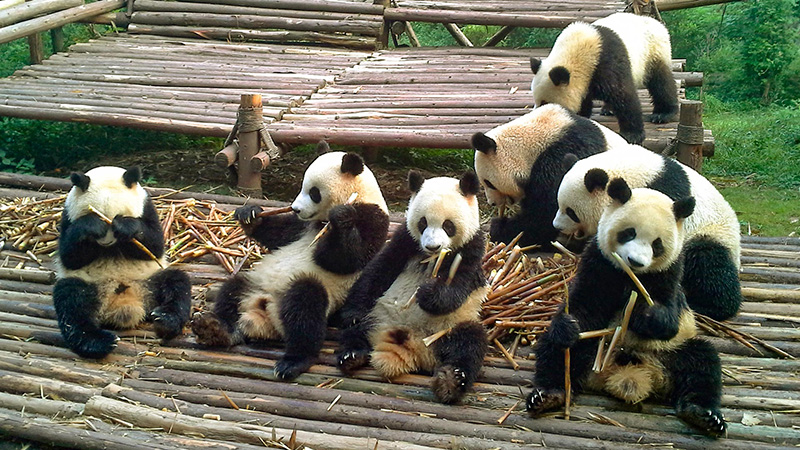 Pandas Gigantes en Chengdu